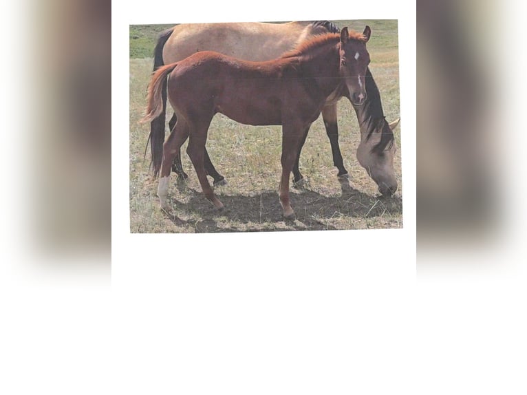 American Quarter Horse Hengst Fohlen (04/2025) 142 cm Rotfuchs in Denton, MT American Quarter Horse Hengst Fohlen (04/2025) 142 cm Rotfuchs in Denton, MT