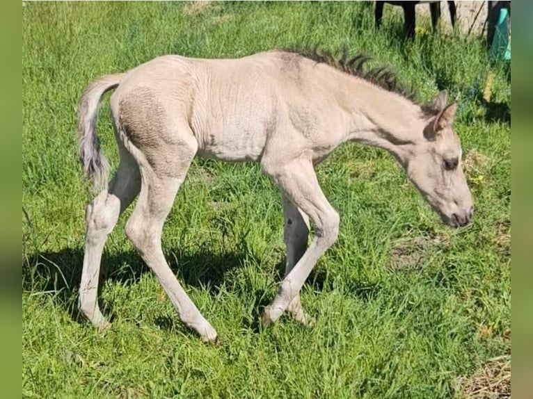 American Quarter Horse Hengst  145 cm Buckskin in Halfing