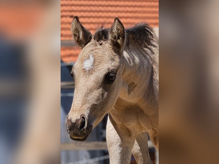 American Quarter Horse Hengst  145 cm Buckskin in Halfing