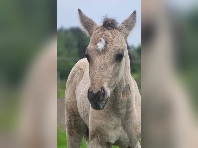 American Quarter Horse Hengst  145 cm Buckskin in Halfing