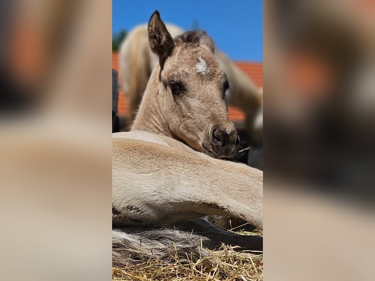 American Quarter Horse Hengst  145 cm Buckskin in Halfing