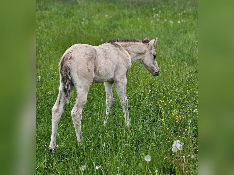 American Quarter Horse Hengst  145 cm Buckskin in Halfing