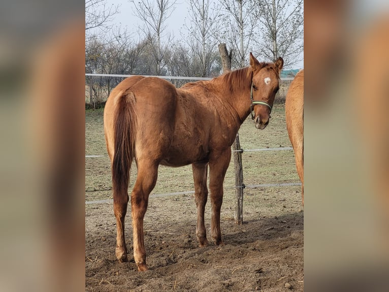 American Quarter Horse Hengst Fohlen (04/2025) 145 cm Red Dun in Akaszt&#xF3;