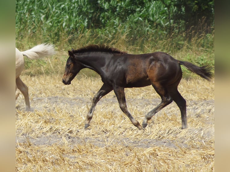 American Quarter Horse Hengst Fohlen (03/2025) 145 cm Schwarzbrauner in Linsburg