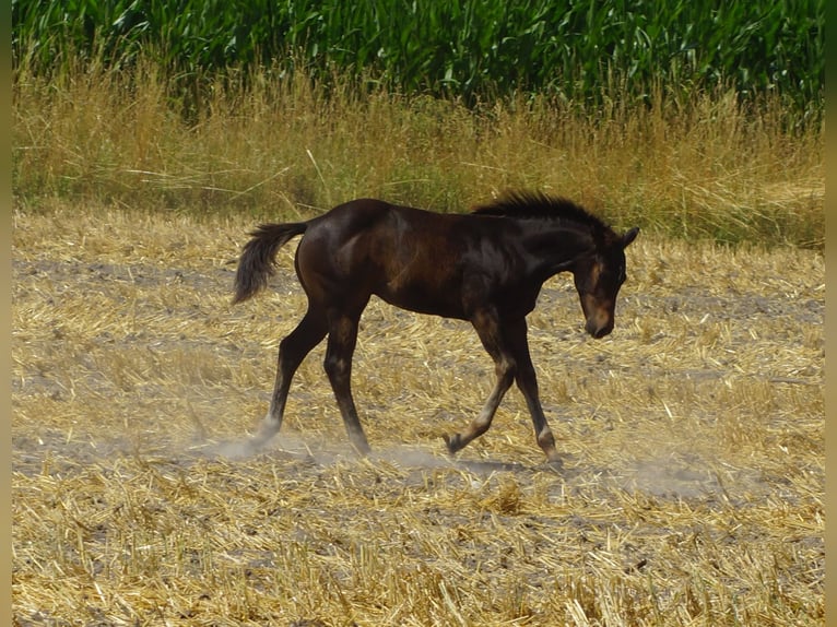 American Quarter Horse Hengst Fohlen (03/2025) 145 cm Schwarzbrauner in Linsburg