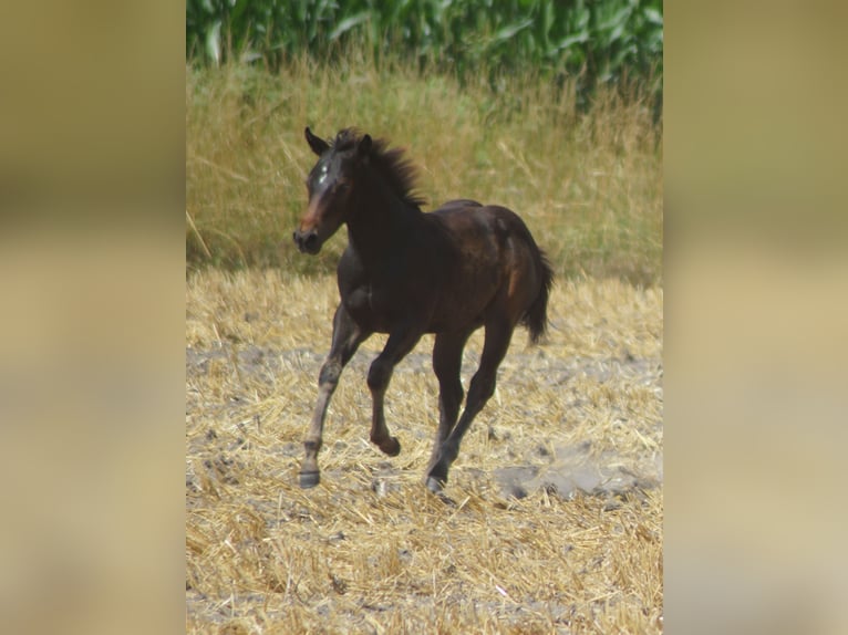 American Quarter Horse Hengst Fohlen (03/2025) 145 cm Schwarzbrauner in Linsburg