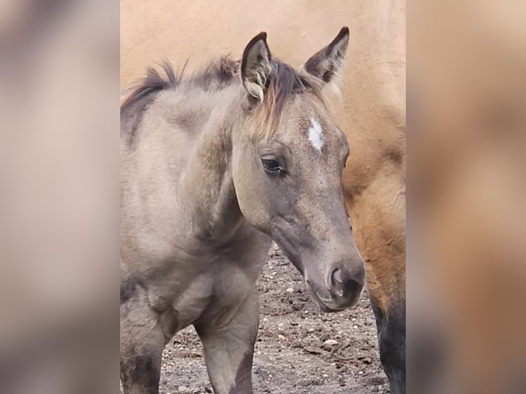 American Quarter Horse Hengst Fohlen (04/2025) 145 cm in Halfing