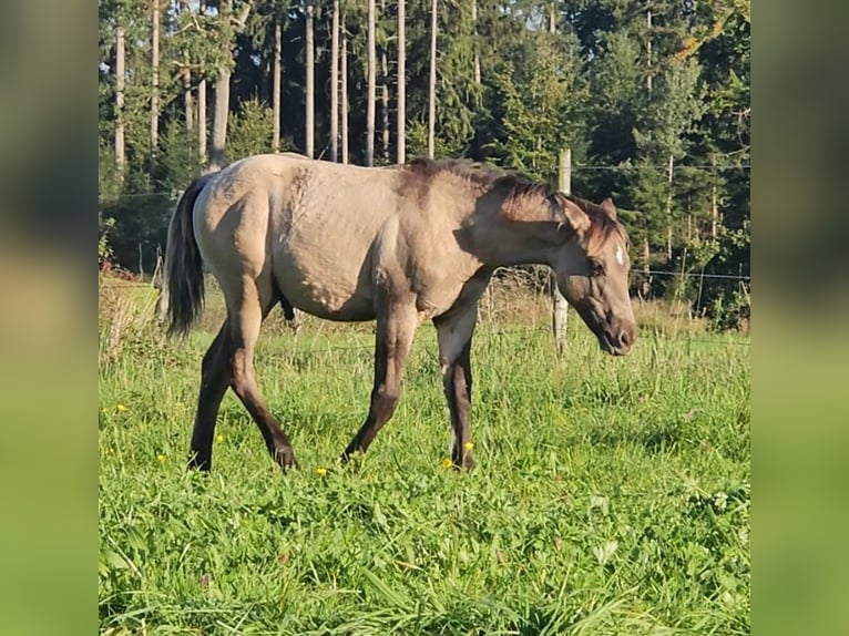 American Quarter Horse Hengst Fohlen (04/2025) 145 cm in Halfing