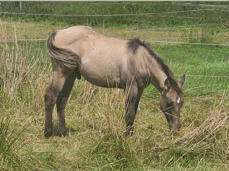 American Quarter Horse Hengst Fohlen (04/2025) 145 cm in Halfing