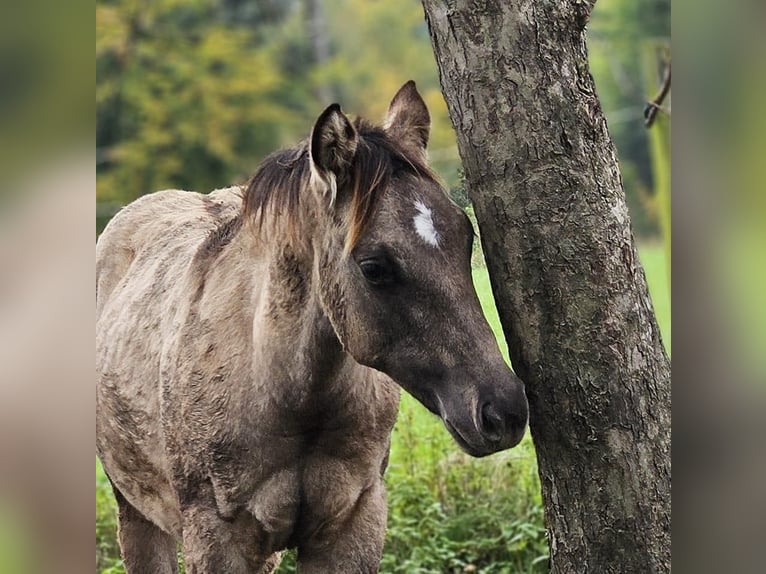 American Quarter Horse Hengst Fohlen (04/2025) 145 cm in Halfing