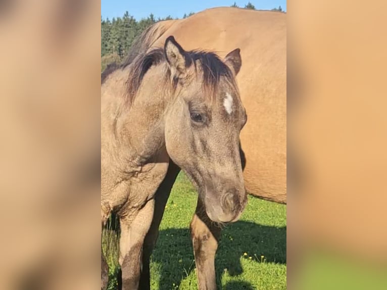 American Quarter Horse Hengst Fohlen (04/2025) 145 cm in Halfing