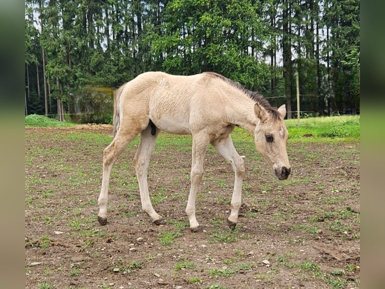 American Quarter Horse Hengst  145 cm in Halfing