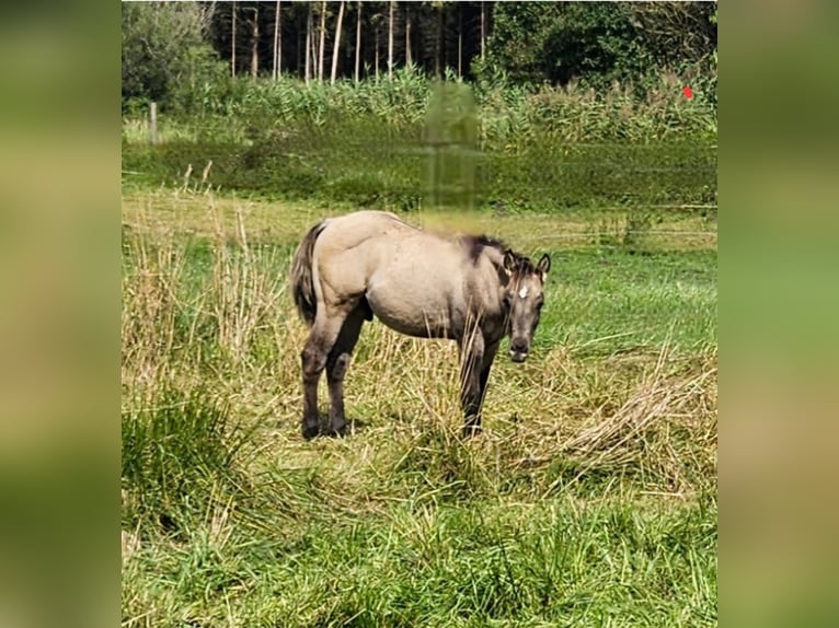 American Quarter Horse Hengst Fohlen (04/2025) 145 cm in Halfing