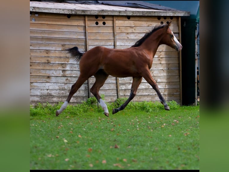 American Quarter Horse Hengst Fohlen (04/2026) 148 cm Brauner in Hirschau