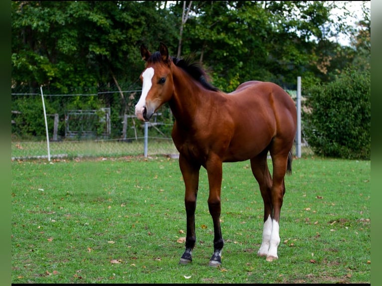 American Quarter Horse Hengst Fohlen (04/2026) 148 cm Brauner in Hirschau