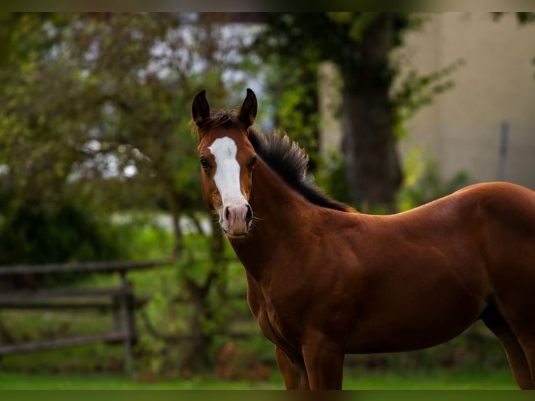 American Quarter Horse Hengst Fohlen (04/2026) 148 cm Brauner in Hirschau