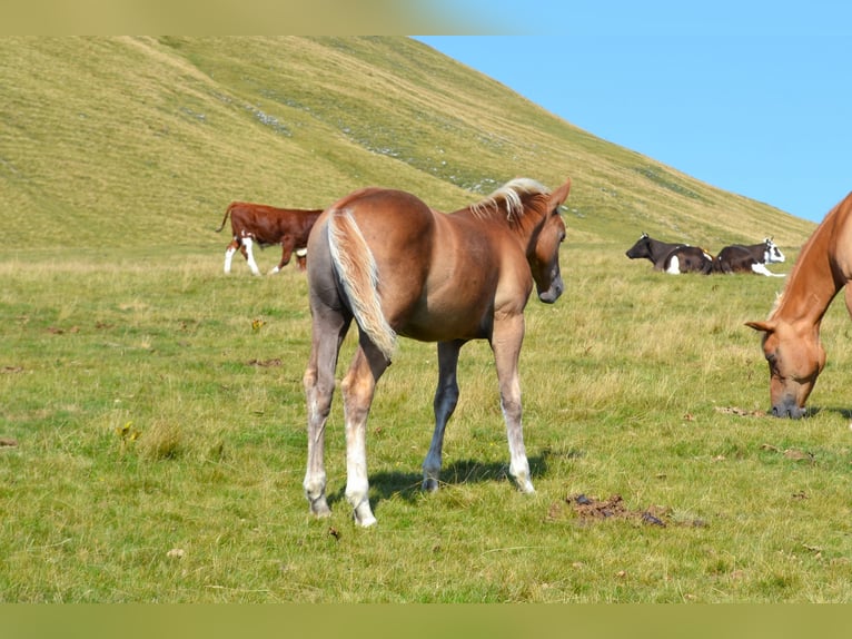 American Quarter Horse Mix Hengst Fohlen (04/2026) 148 cm  in Thalgau