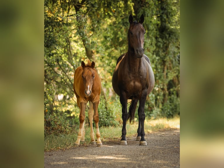 American Quarter Horse Hengst Fohlen (04/2026) 148 cm Fuchs in Waldshut-Tiengen