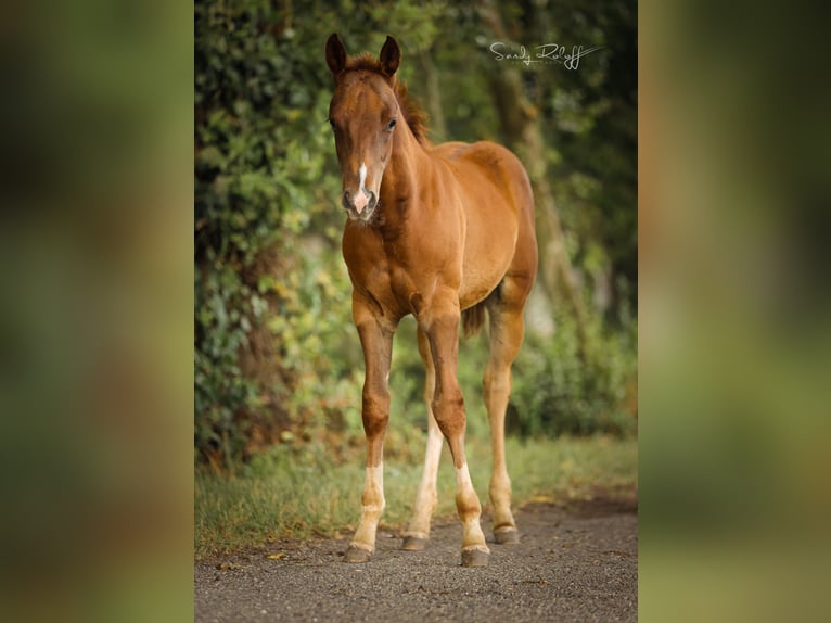 American Quarter Horse Hengst Fohlen (04/2026) 148 cm Fuchs in Waldshut-Tiengen