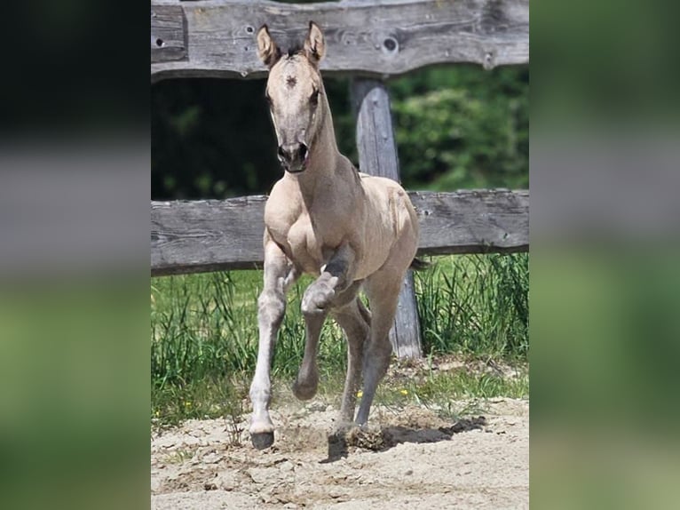 American Quarter Horse Hengst Fohlen (05/2026) 148 cm Grullo in Halfing