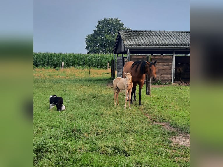 American Quarter Horse Hengst  148 cm Palomino in Kalken