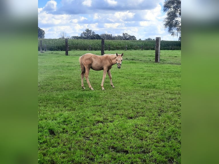 American Quarter Horse Hengst  148 cm Palomino in Kalken