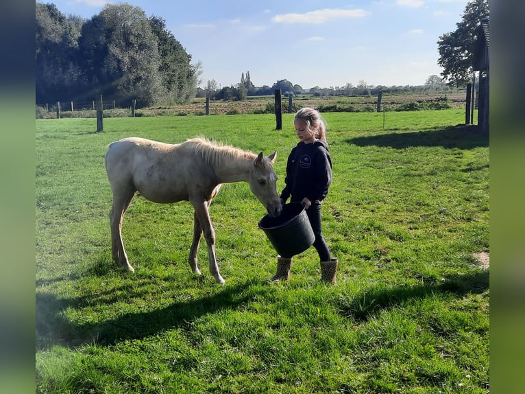 American Quarter Horse Hengst  148 cm Palomino in Kalken