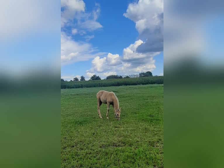 American Quarter Horse Hengst  148 cm Palomino in Kalken