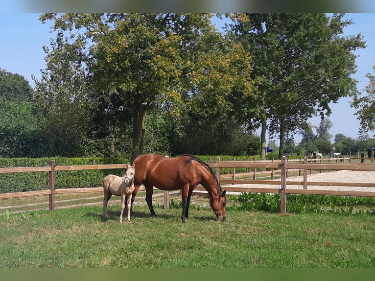 American Quarter Horse Hengst  148 cm Palomino in Kalken