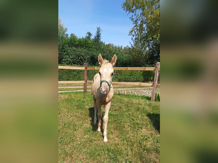 American Quarter Horse Hengst  148 cm Palomino in Kalken