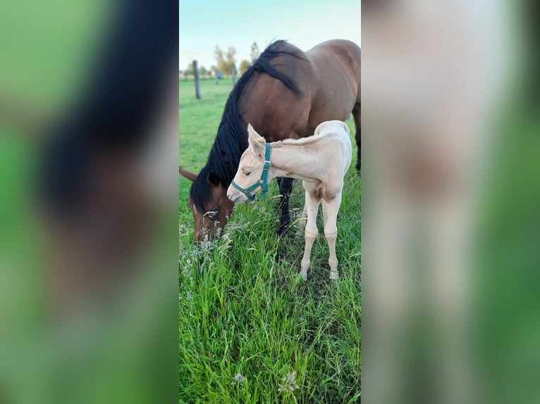 American Quarter Horse Hengst  148 cm Palomino in Kalken