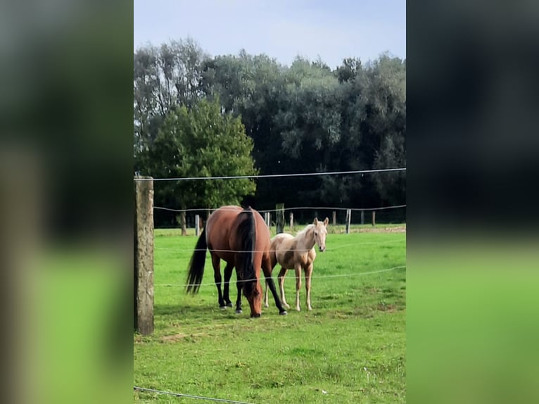 American Quarter Horse Hengst  148 cm Palomino in Kalken