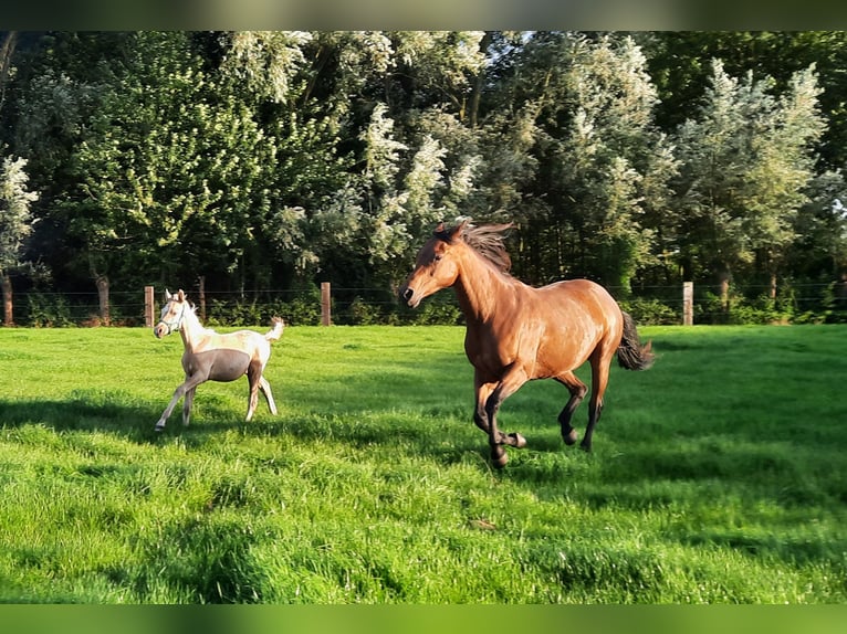 American Quarter Horse Hengst  148 cm Palomino in Kalken