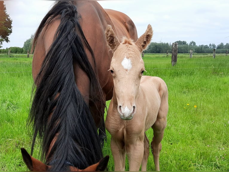 American Quarter Horse Hengst  148 cm Palomino in Kalken