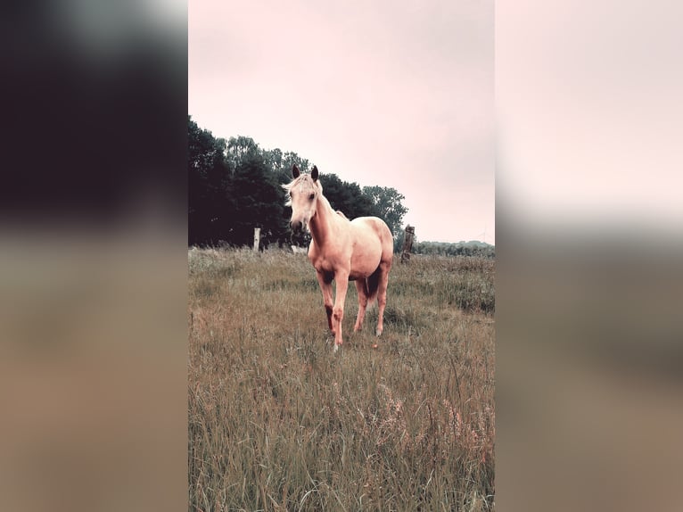 American Quarter Horse Hengst  148 cm Palomino in Kalken