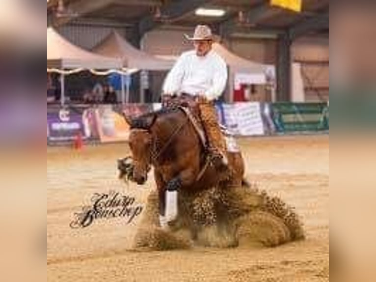 American Quarter Horse Hengst  148 cm Palomino in Kalken