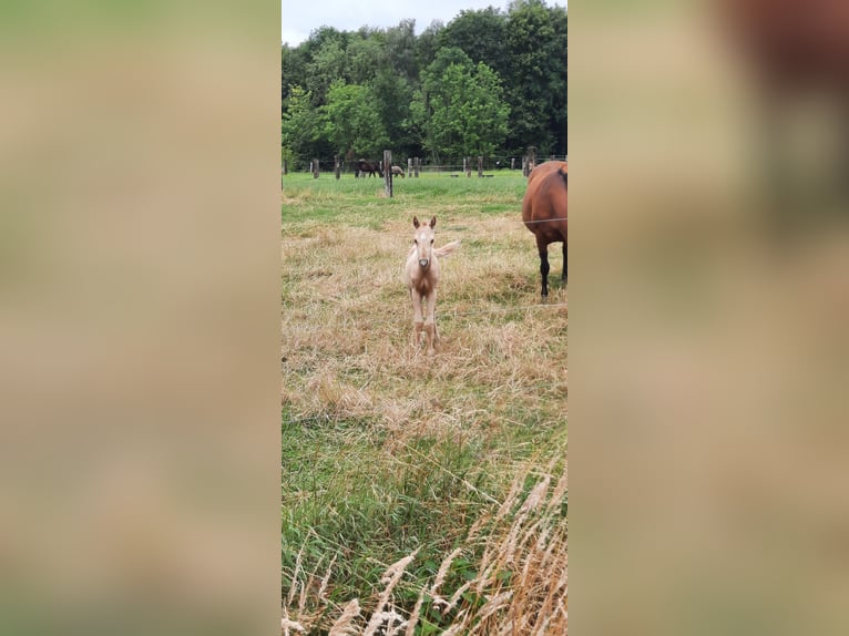 American Quarter Horse Hengst  148 cm Palomino in Kalken