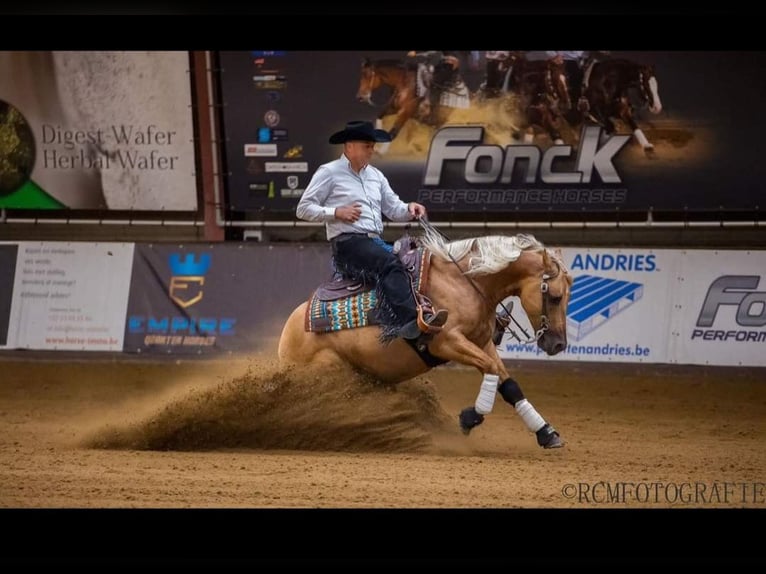 American Quarter Horse Hengst  148 cm Palomino in Kalken