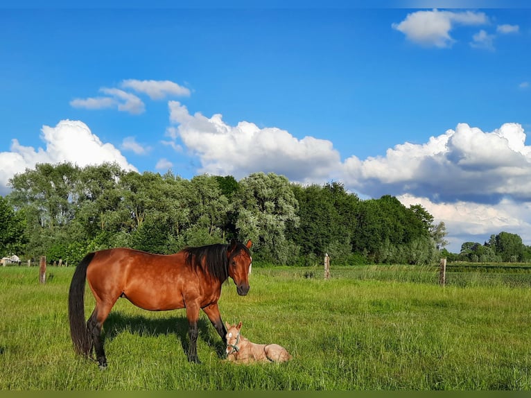 American Quarter Horse Hengst  148 cm Palomino in Kalken