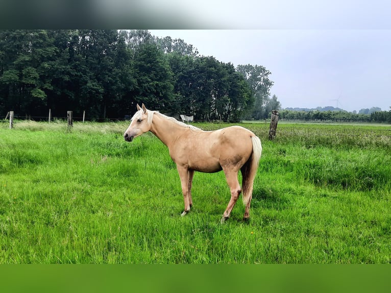 American Quarter Horse Hengst  148 cm Palomino in Kalken