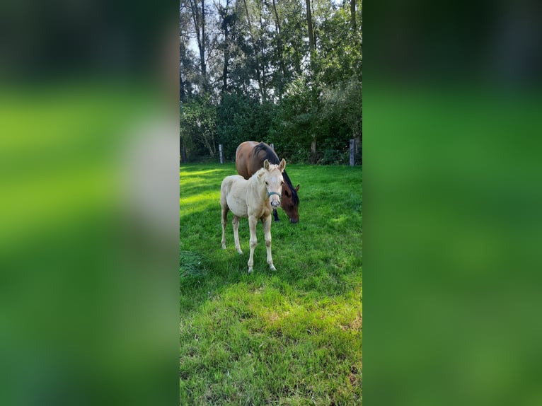 American Quarter Horse Hengst  148 cm Palomino in Kalken