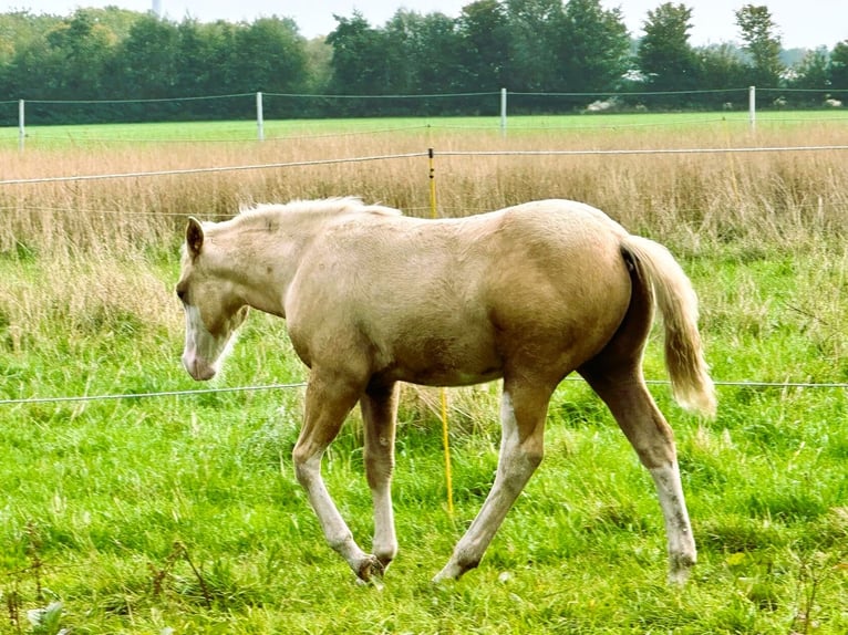 American Quarter Horse Hengst Fohlen (01/2025) 148 cm Palomino in Haren