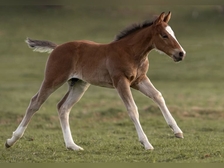 American Quarter Horse Hengst Fohlen (03/2026) 150 cm Brauner in Albstadt