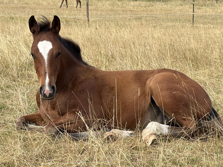 American Quarter Horse Hengst Fohlen (03/2026) 150 cm Brauner in Albstadt