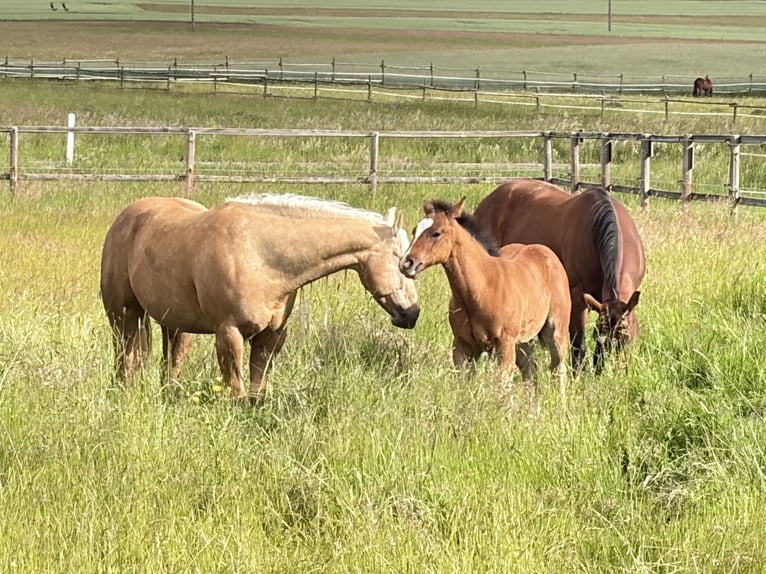American Quarter Horse Hengst Fohlen (03/2026) 150 cm Brauner in Albstadt