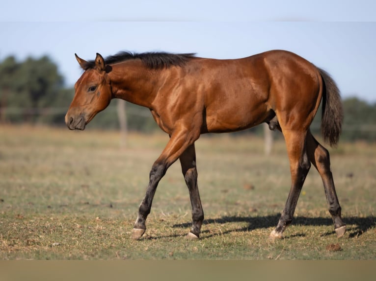 American Quarter Horse Hengst Fohlen (05/2026) 150 cm Brauner in Brandenburg an der Havel