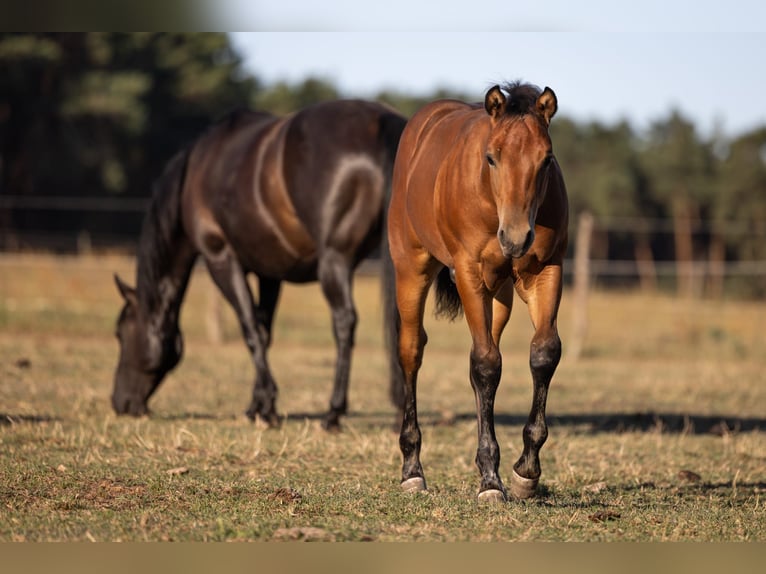 American Quarter Horse Hengst Fohlen (05/2026) 150 cm Brauner in Brandenburg an der Havel