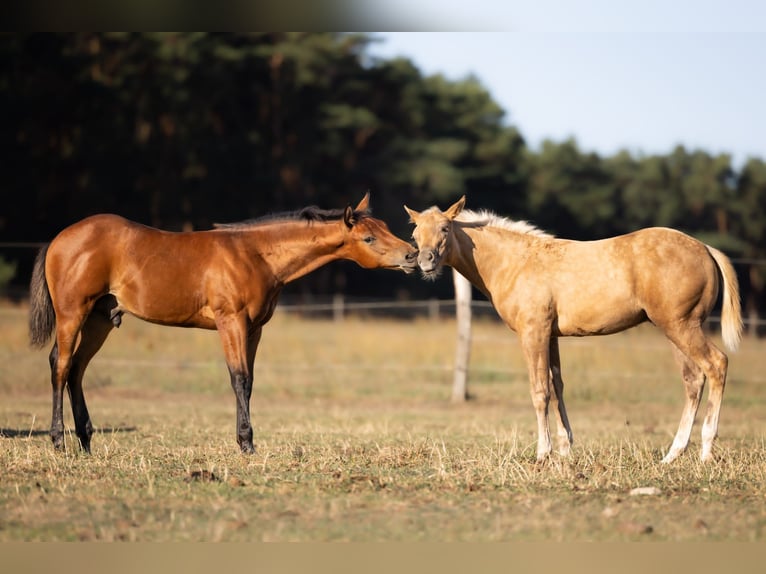 American Quarter Horse Hengst Fohlen (05/2026) 150 cm Brauner in Brandenburg an der Havel