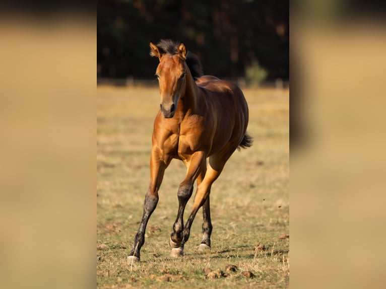American Quarter Horse Hengst Fohlen (05/2026) 150 cm Brauner in Brandenburg an der Havel