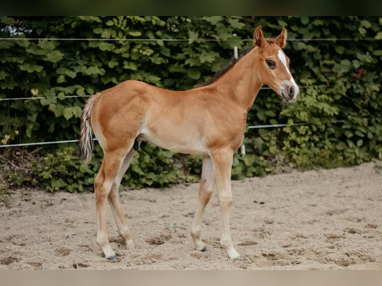 American Quarter Horse Hengst Fohlen (04/2026) 150 cm Brauner in Hameln